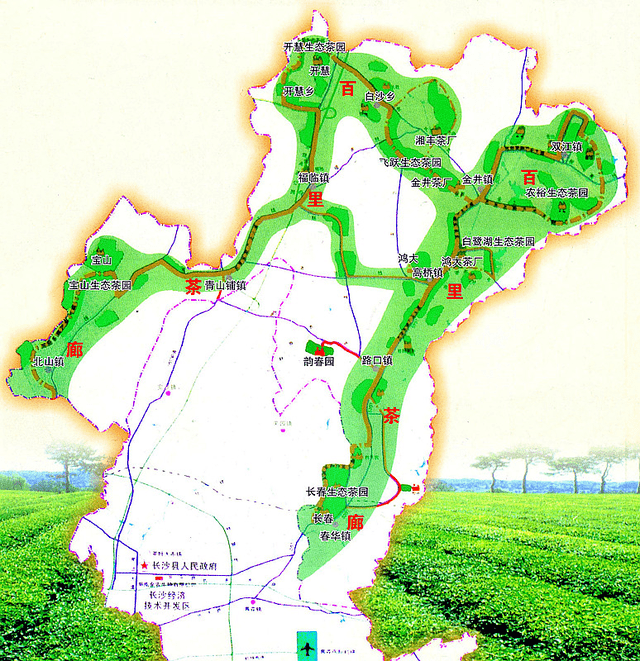 67"浙有龙井,湘有金井",长沙绿茶品牌出圈!_茶叶_湖南_茶文化