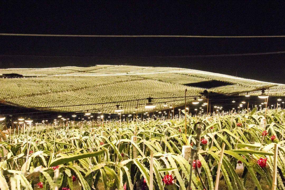 国庆节假期到这里,赏一场万亩火龙果灯海_金穗_南宁_时间