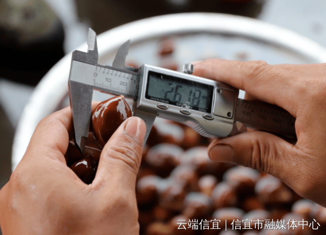 信宜这东西收购价最高去到2万每公斤!_工艺_榄树_茶山镇