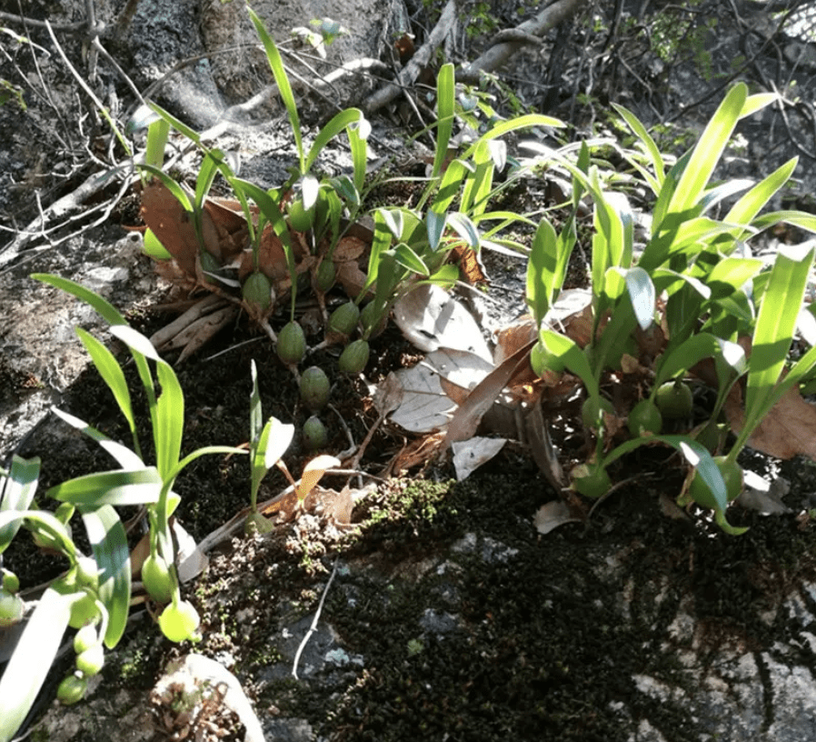 潮湿的石缝里,长出一种"石仙桃",茎叶比根系珍贵,煲汤是一绝_植物_花