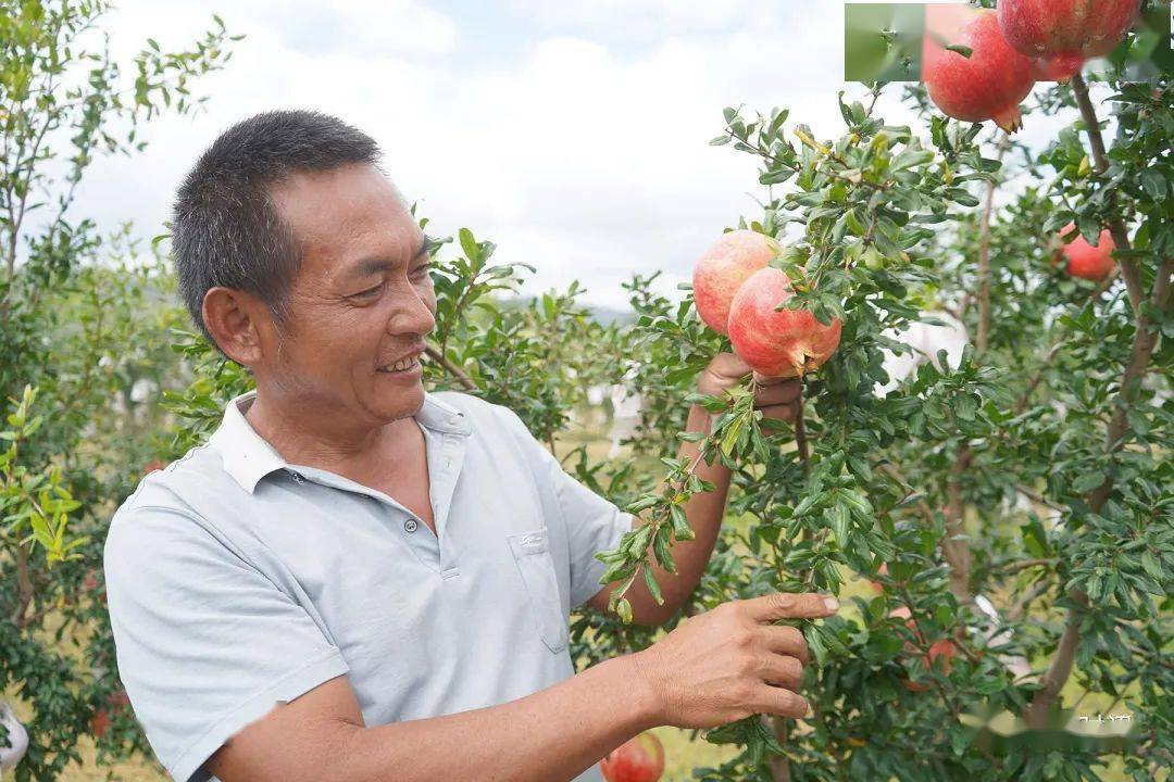 下莊鎮大倉:石榴豐收