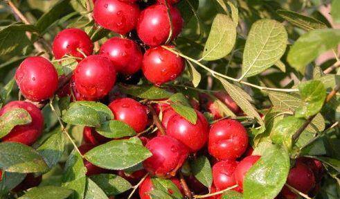 鸡蛋去补充,其实不然,它本身富含多种维生素,而且营养价值颇高,但是