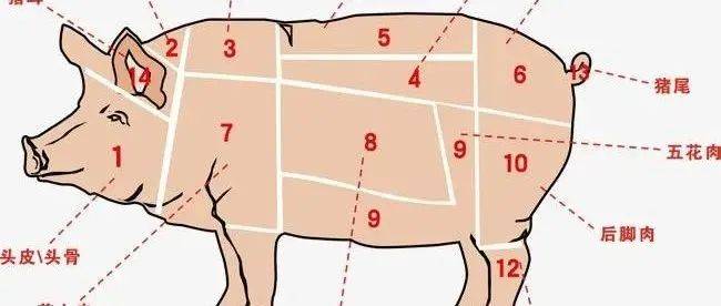 最全的《生猪结构图》，文末有福利哦_部位_分割_结肠