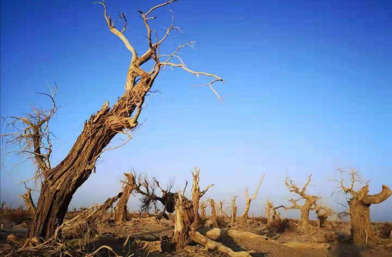 新疆大漠的“植物化石”，枯倒千年不腐？网友：最孤独的植物