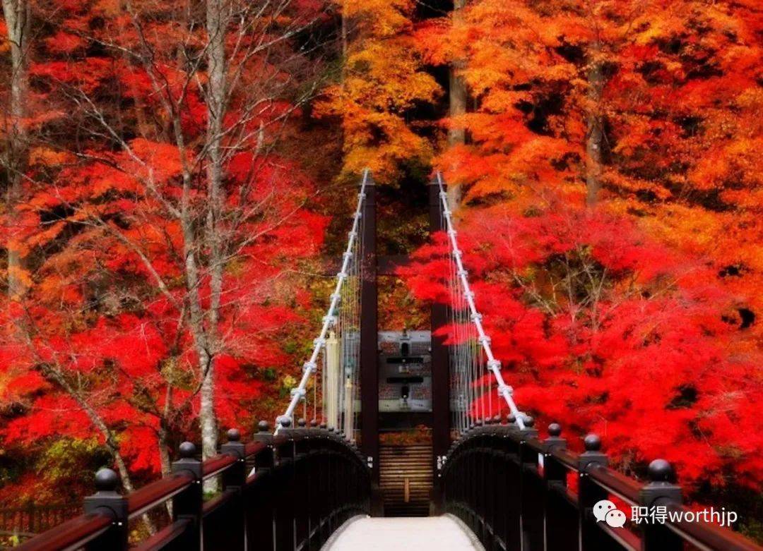 日本2022年红叶时间表出炉!