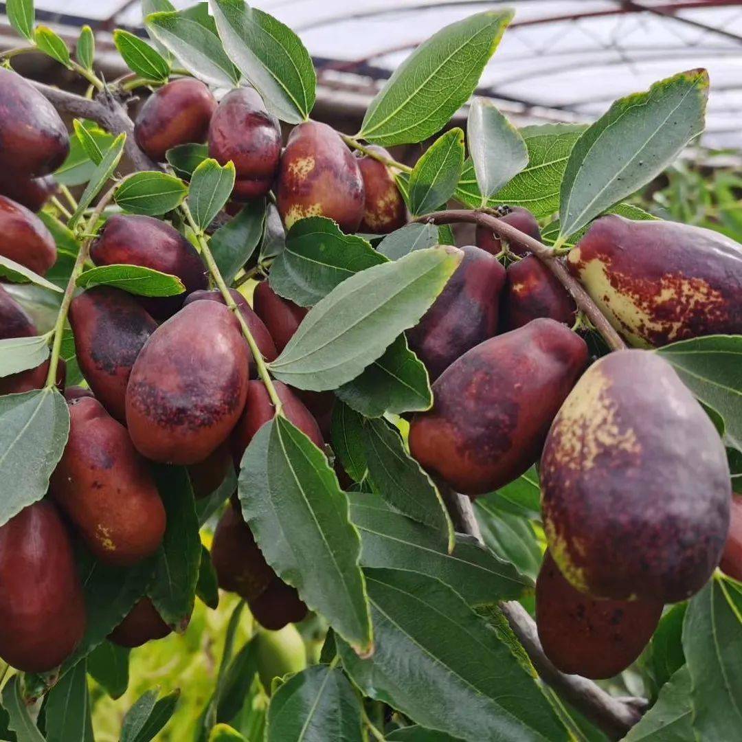 全国包邮丨灵武长红枣现采现发!只需29.9元起!_种植_美味_自然