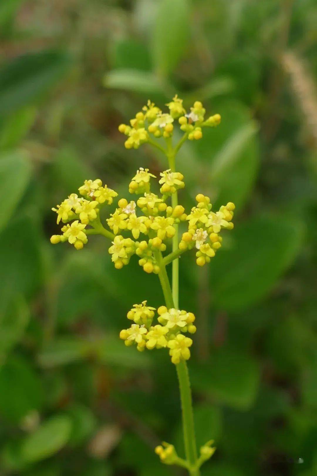 开白花的叫白花败酱,开黄花的叫败酱