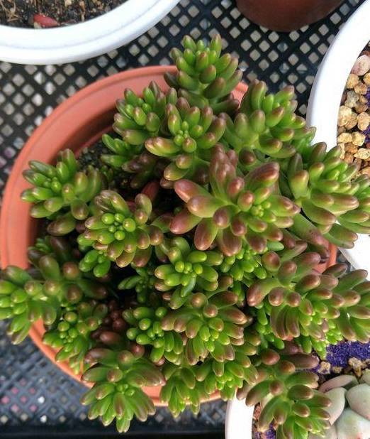 养护多肉虹之玉,学学小技巧,预防黑腐,徒长烂根,掉叶子_问题_环境