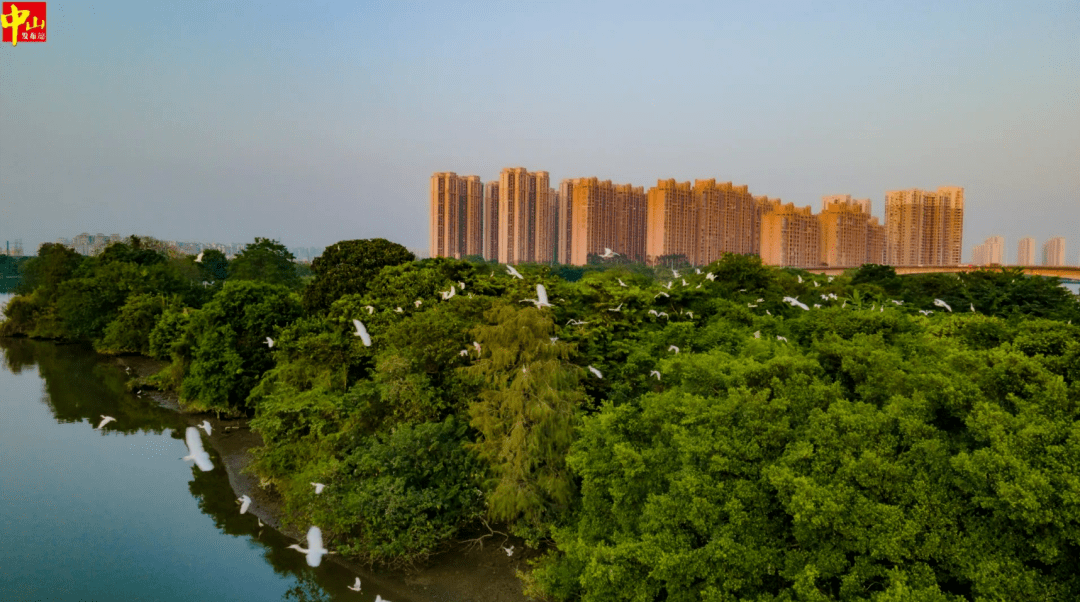 溫暖的陽光在中山黃圃鎮的一處溼地黃圃