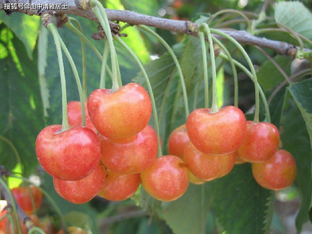 潘凤荣蜜露大樱桃图片