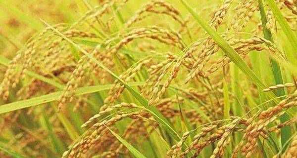 判断标志水稻的收获季节主要集中在夏秋两季,具体根据播种时间的不同