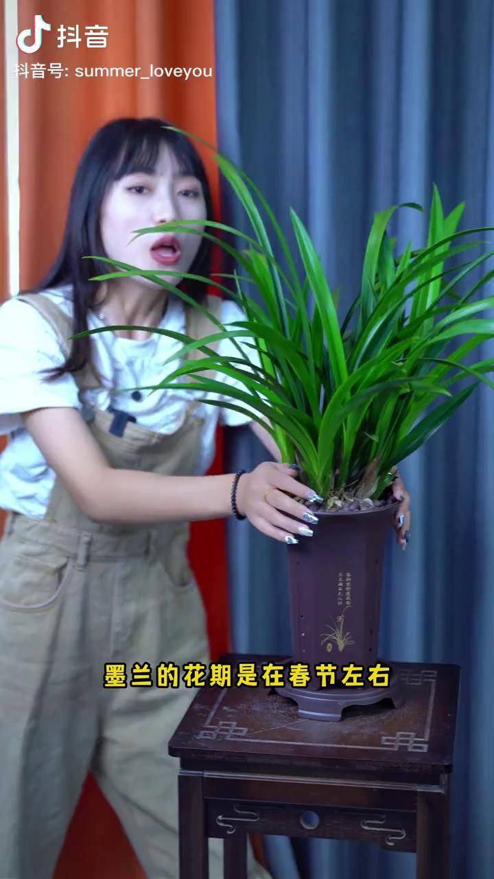 兰花小凤的花期,就是在春节左右哦.