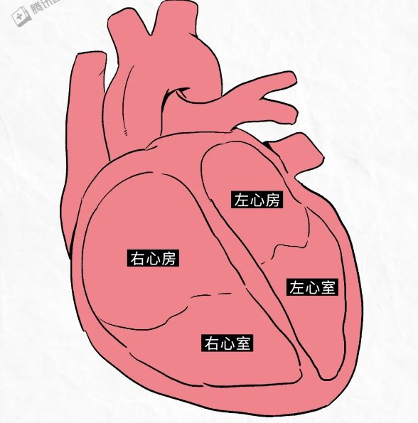 心脏中心房心室图图片