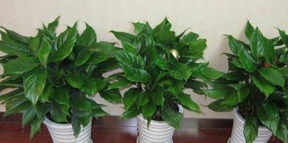 叶片手掌大,家里养了盆万年青,叶子太美都不想养花_土壤_修剪_土层