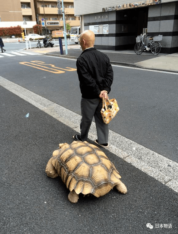 日本苏卡达图片