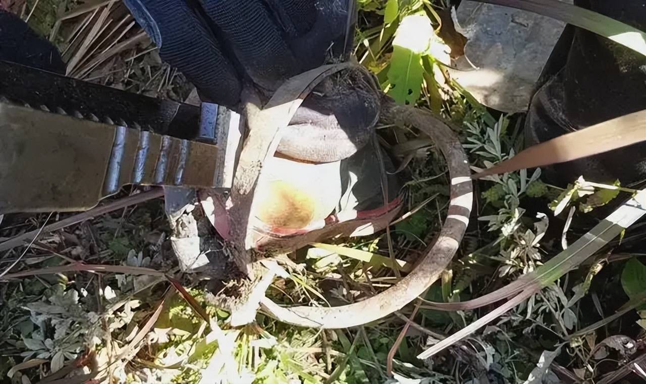 老人上山捡板栗踩到捕兽夹, 危及野生动物的"地雷"应彻底清除_保护