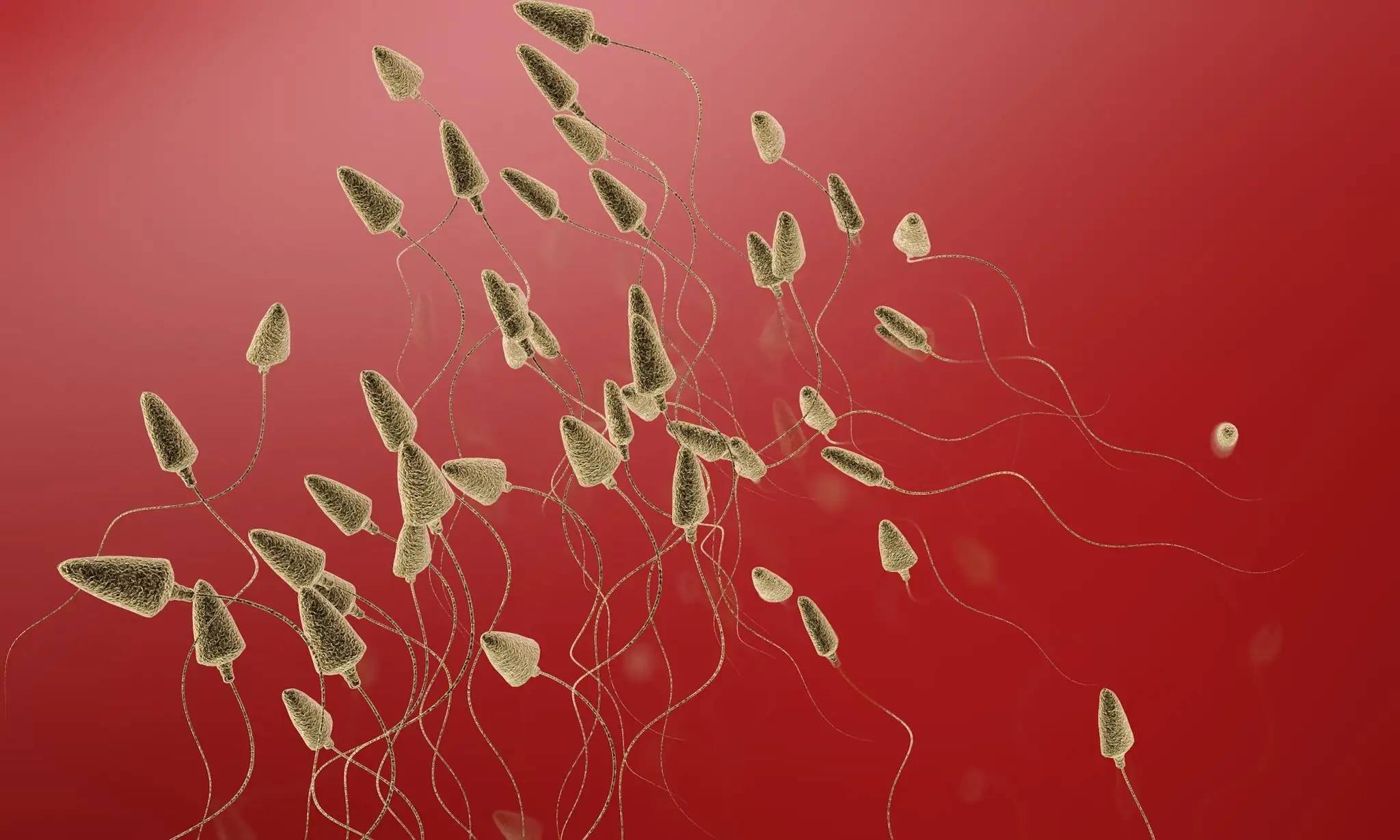 精液发红的原因男性射出的精液发红,即血精.