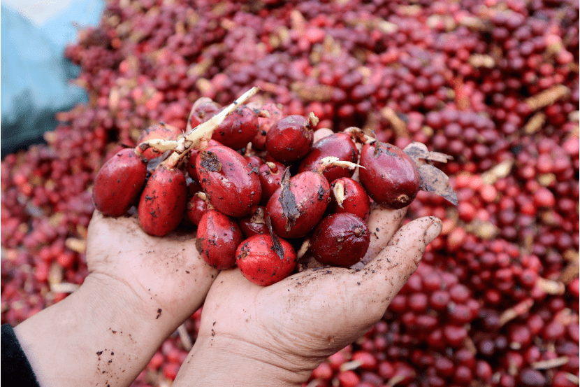 怒江草果文化周 | 福贡:草果产业提质增效正当时_坪村_种植_建设
