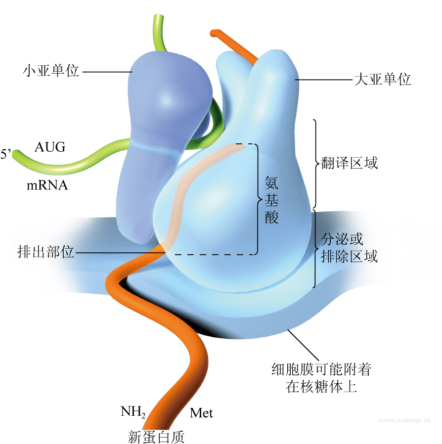 核糖体平面图图片