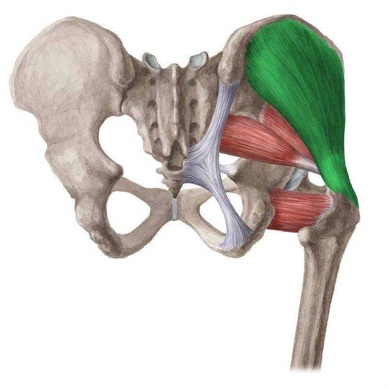 起自髂骨外侧面,止于股骨大转子外侧,由臀上神经支配(l4