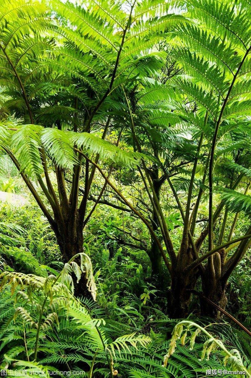 珍稀蕨类植物图片_图片