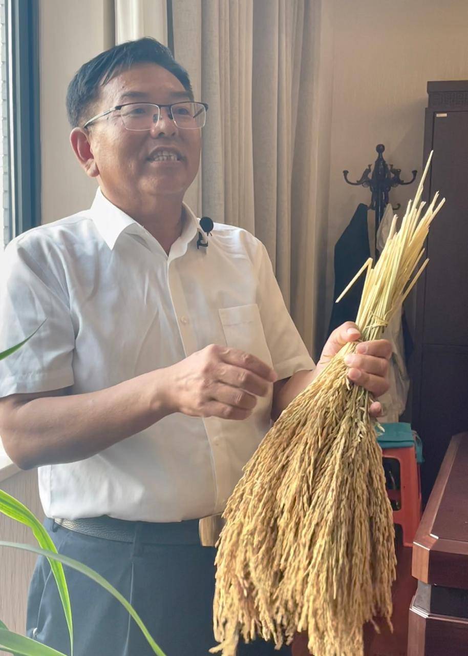 隆平13水稻种子图片