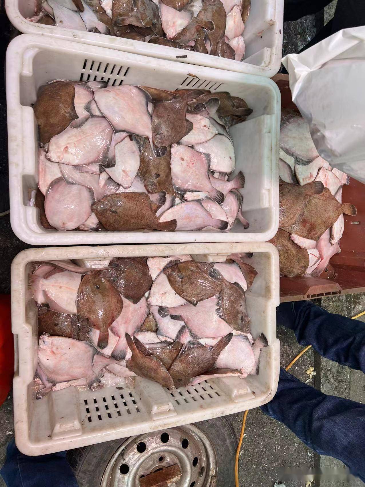 敞开了吃,鼓眼鱼60鲳鱼30,节后青岛本地海货大量供应,价格新低_大小