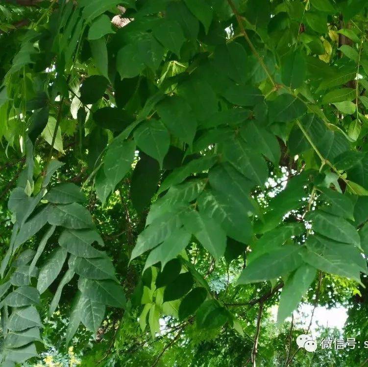 【草木葳蕤】栾树_征集_石林_红色
