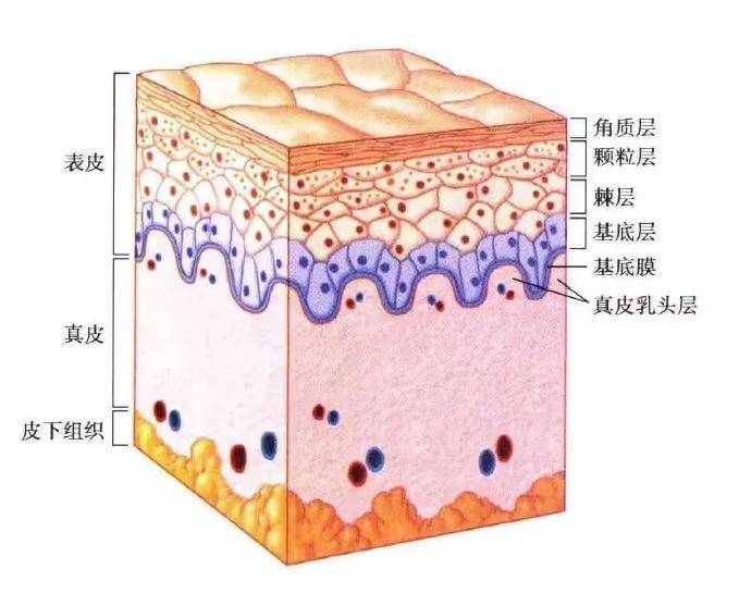 单层扁平上皮简图图片