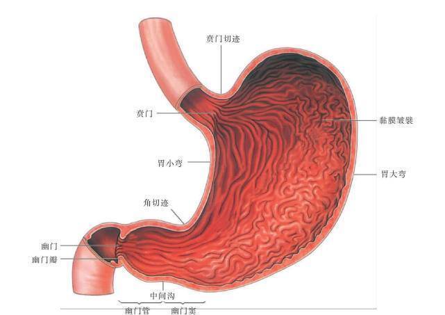 胃角在胃的什么位置图图片