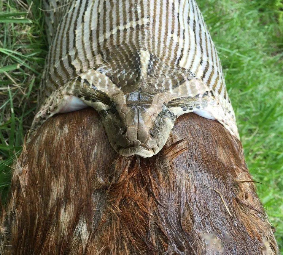 蟒蛇嘴有多大?塞个水桶不成问题!_极限_尺寸_入侵