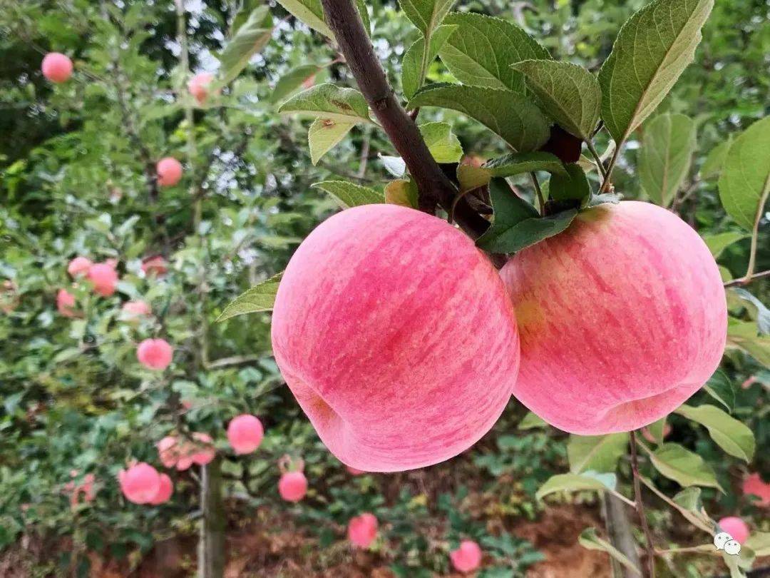 金秋季节 果实飘香--上戈苹果成熟 采摘正当时!_口感_果园_红富士