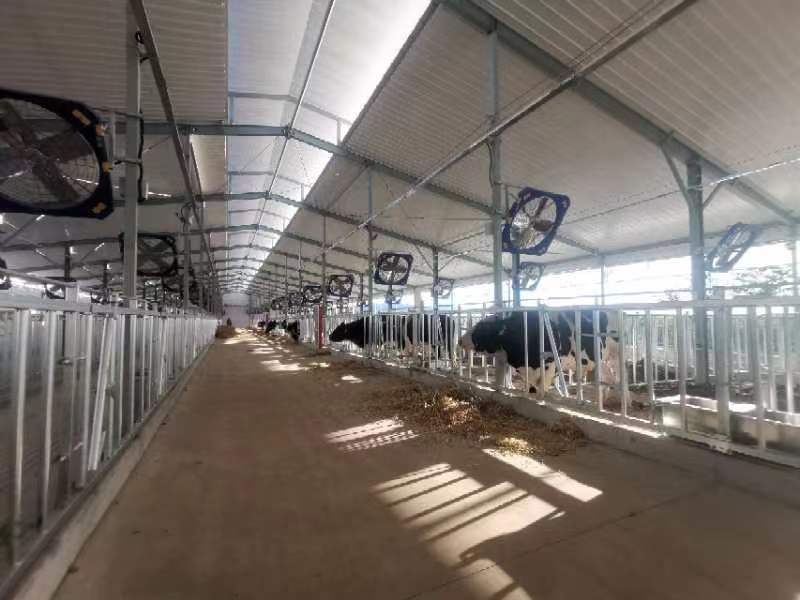 平谷农业中关村再落关键一子 首批种牛入驻种牛繁育科技示范园区_种业_奶牛_畜禽