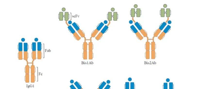 干货分享|IgG-like双特异性抗体构建_双抗_结构_分子