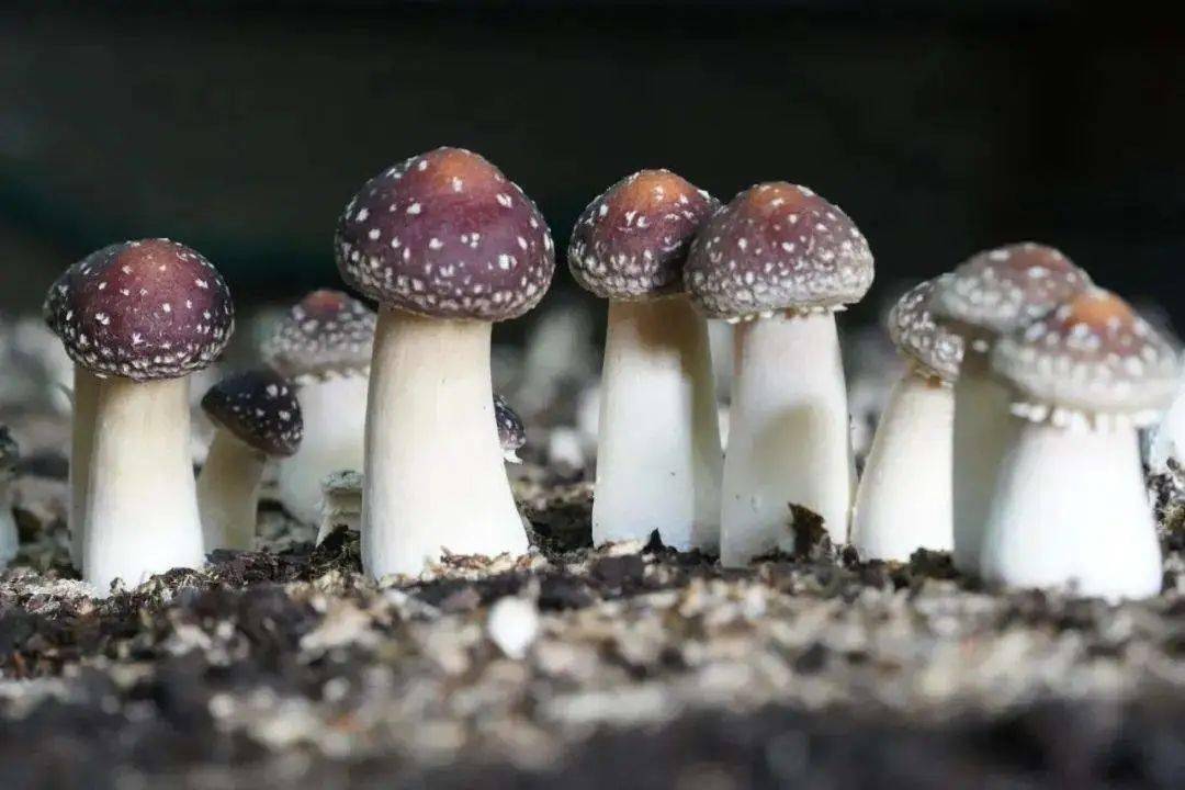 【关税征管】"菇"勇者看过来(下):你知道这些常见食用菌吗_学名_伞菌