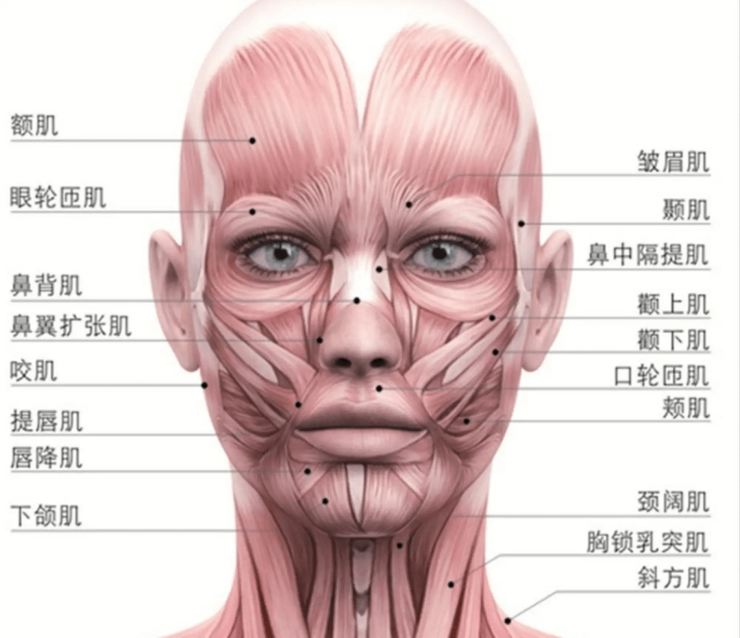44块面部肌肉图图片