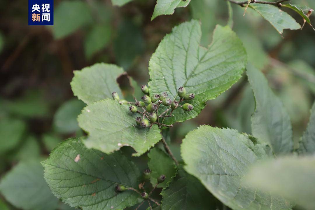湖北生物多样性本底调查实现物种新发现_昆虫_保护_巴东