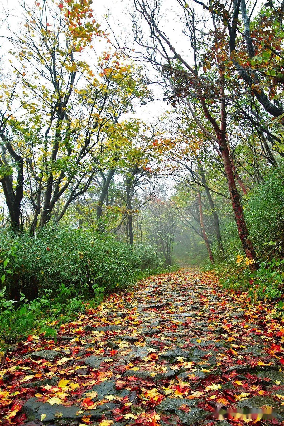 黄花岭风景区图片