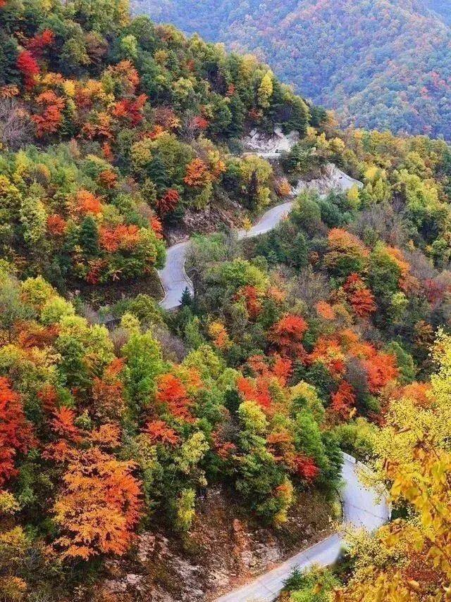 多彩商洛丨停车坐爱枫林晚 秦岭赏秋公路之柞水黄花岭_风景_秦楚_秋色