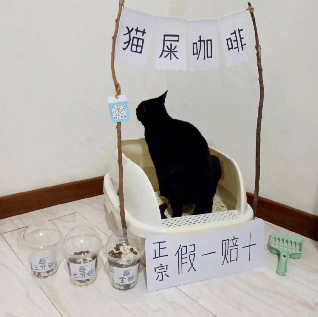 11分钟前白嫖党,猫咖尊贵vip,撒娇培训班,有喵青年等666只喵觉得很赞a
