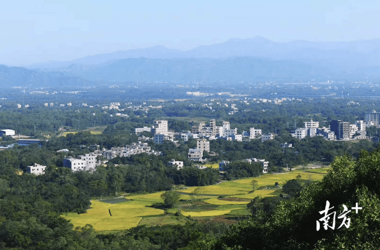 奋进十年 电白答卷|马踏镇:踏上振兴路 老区换新颜_发展_乡村_建设