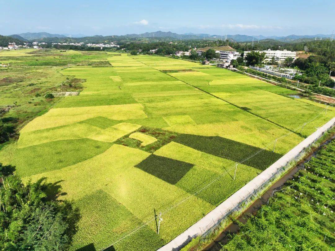 200亩"航天水稻"喜获丰收,河源这里_种植_田心镇_育种