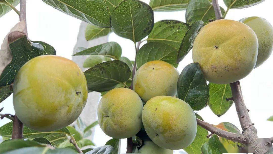 "吃硬不吃软" ,海宁太秋甜柿熟啦!_阿林哥_徐云林_推广