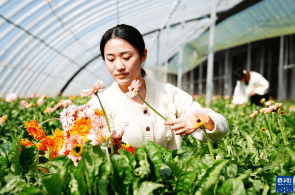 山东莒县:鲜切花铺就乡村振兴路_生产_招贤镇_郎花