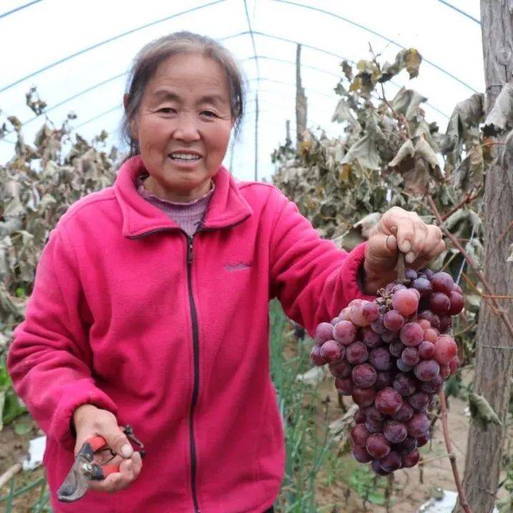 张宏玉:苦尽回甘,好日子一定会来_李海琴_葡萄_补助