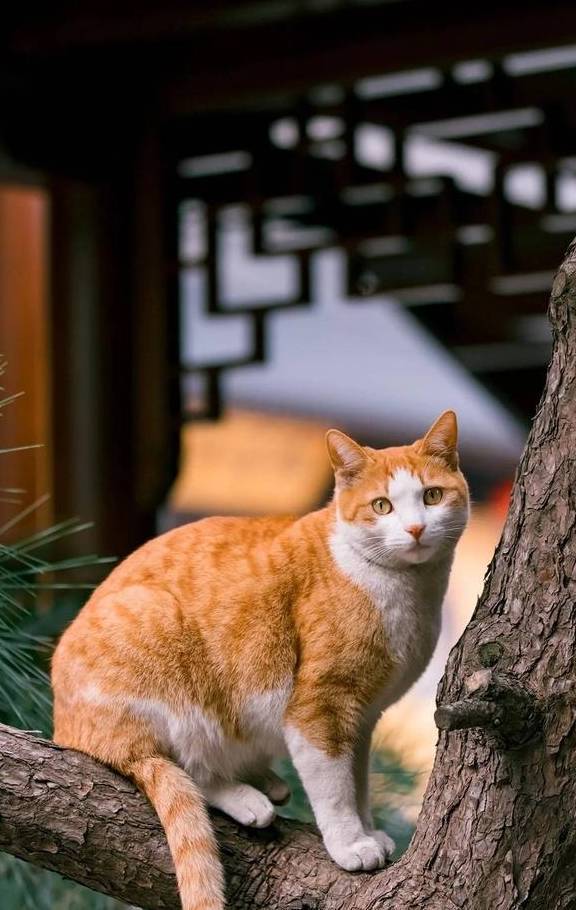 解密佛系橘猫"释大橘",有佛缘,有福报,有灵气!_寺院_奶奶_回廊