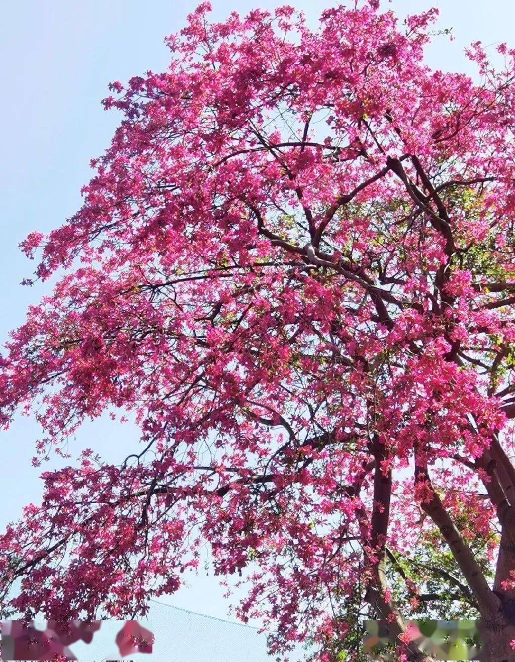 粉紅色的花海!這個季節的廣州,太美了!_麓湖公園_生態_花城