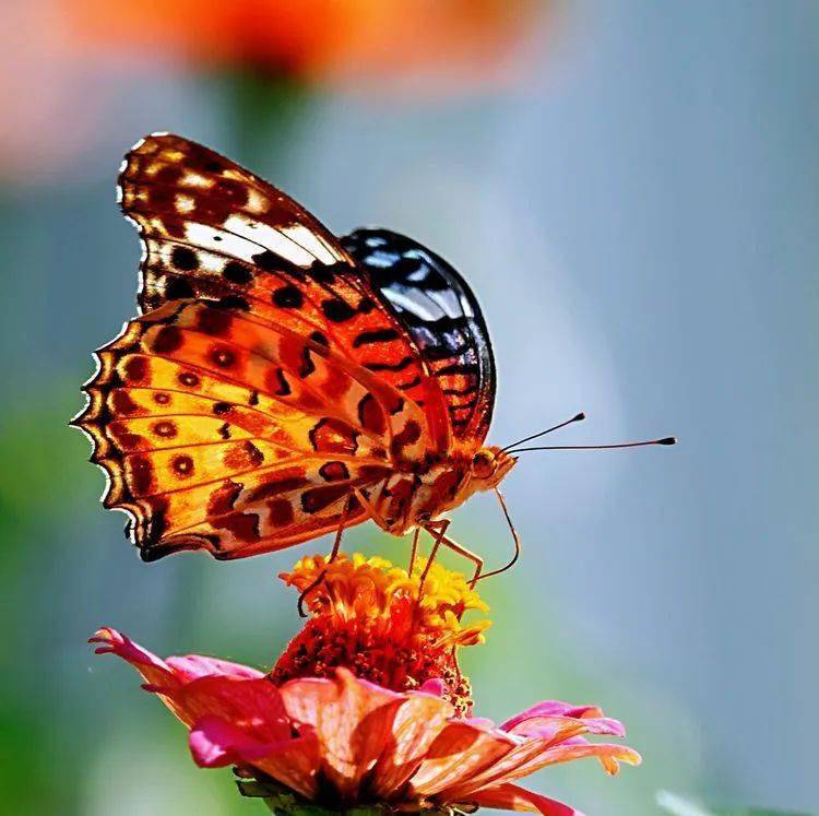 昆虫摄影 蝶花图 花也美 云淡淡 日子