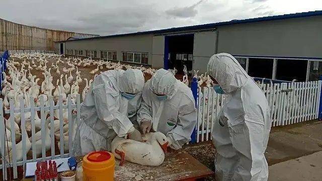 到2025年底前,将为所有畜牧养殖大村配备村兽医 | 国药动保_服务_人员