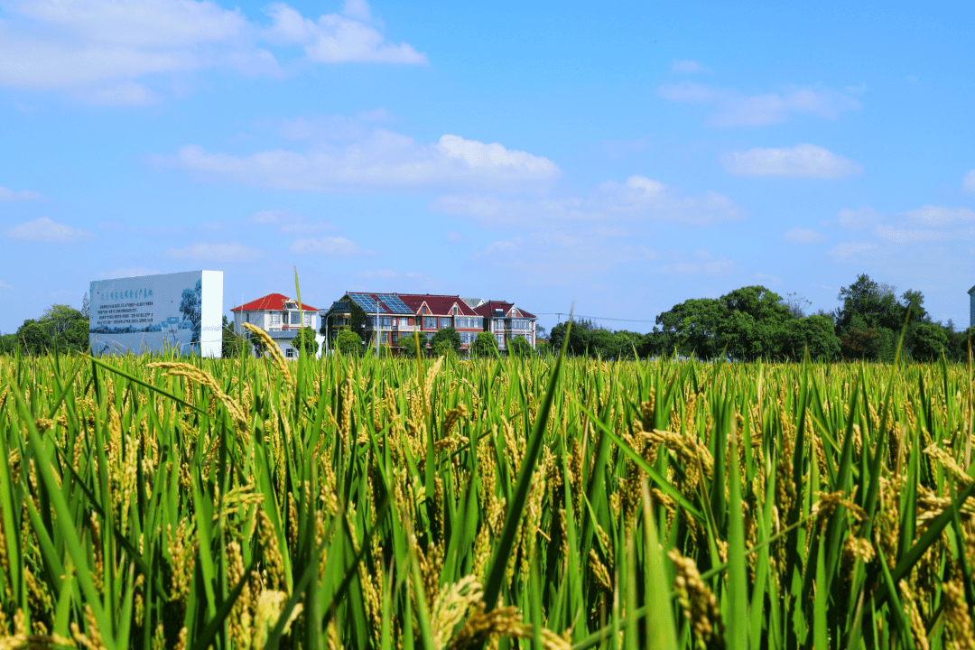 丰收之际,秋风在美丽乡村拂起一片"金色海洋"_田野_浦东_航头镇